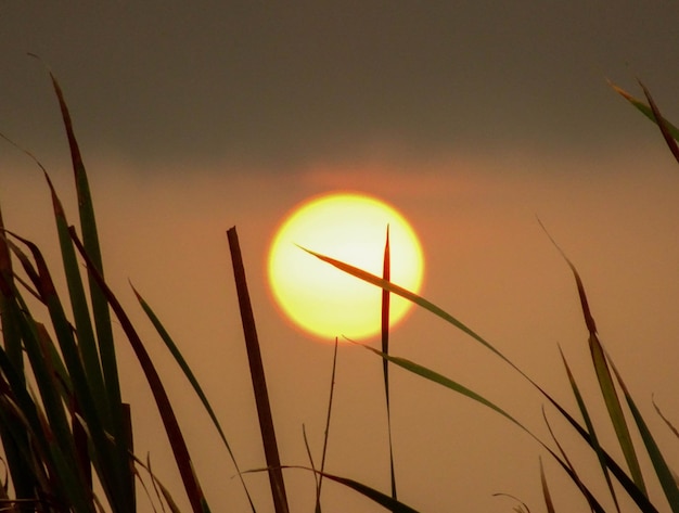 Photo close-up of silhouette plants against sunset sky