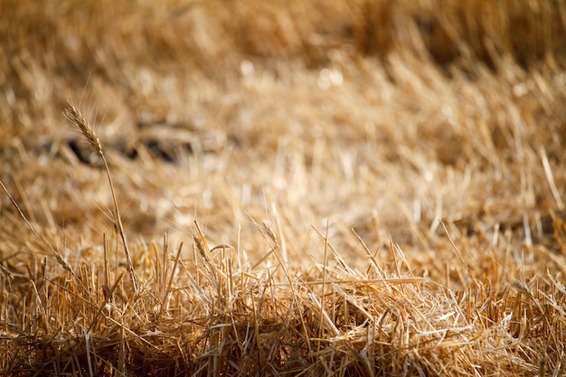 Close-up of single wheat ears against a background of blurred stubble from a wheat field