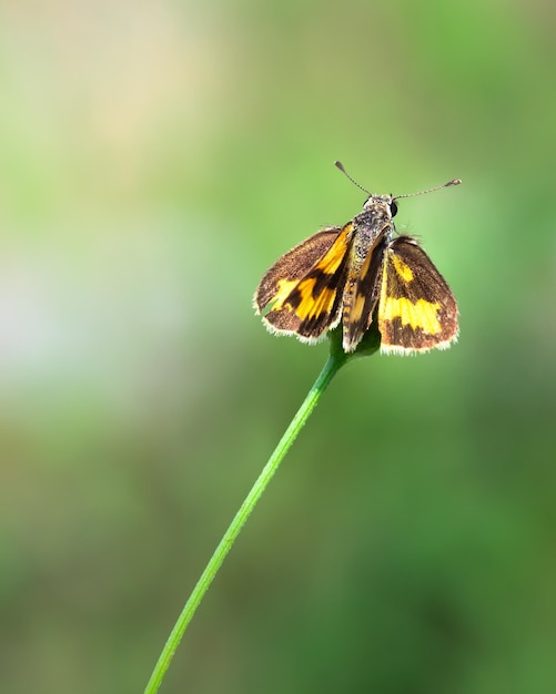 Close up of skipper insect on grass