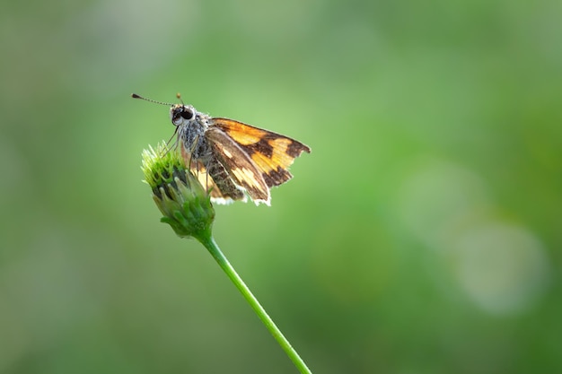 Close up of skipper insect on grass