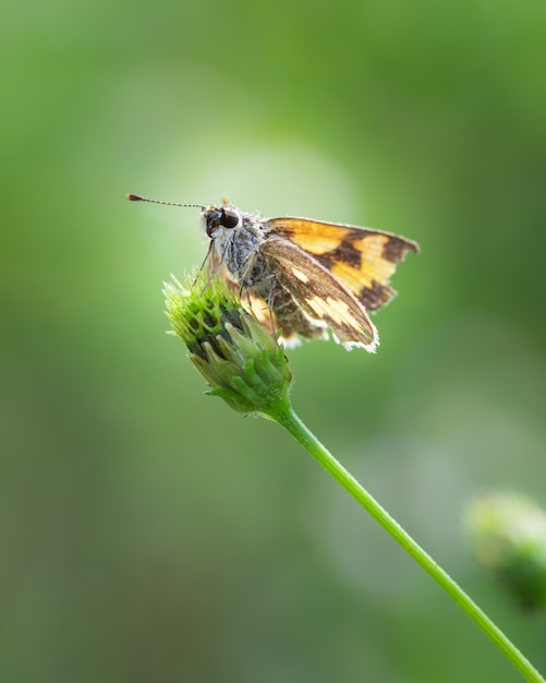 Close up of skipper insect on grass