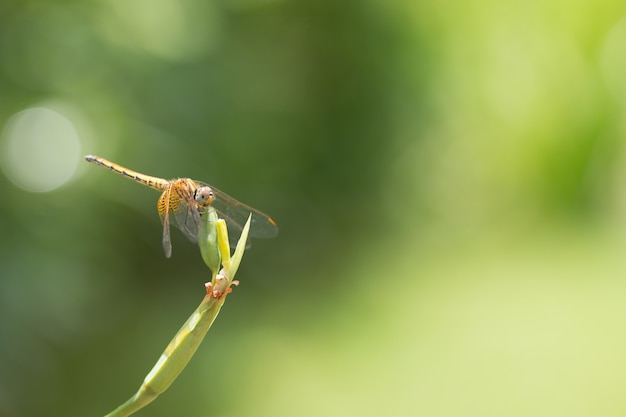 Close up of small beautiful dragonfly, They are the best mosquito killer in nature