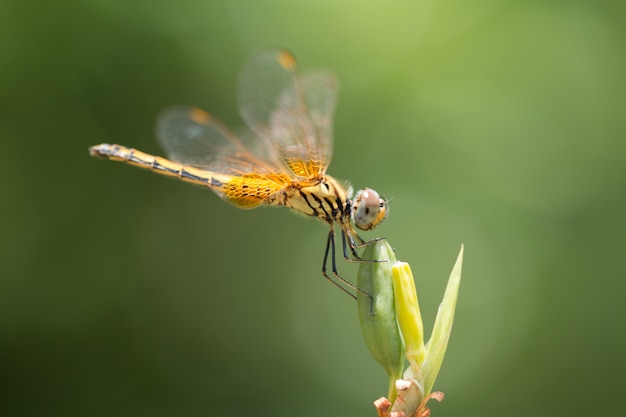 Close up of small beautiful dragonfly, They are the best mosquito killer in nature