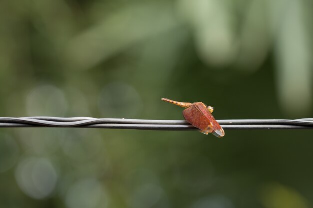 Close up of small beautiful dragonfly