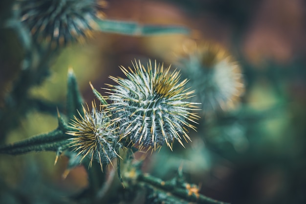 Close-up of small Cirsium vulgare buds