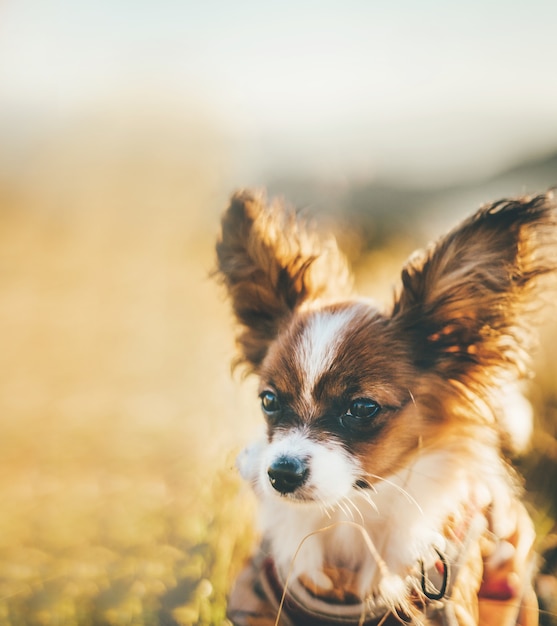 Close up on small cute papillon dog in nature