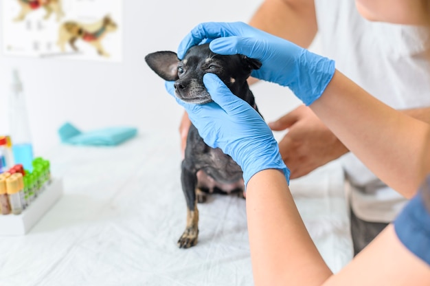 Close up small dog examined by vet doctor in clinic diagnosis and treatment of animals