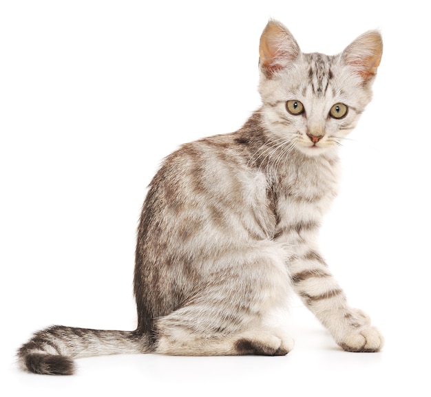 Close up small gray kitten