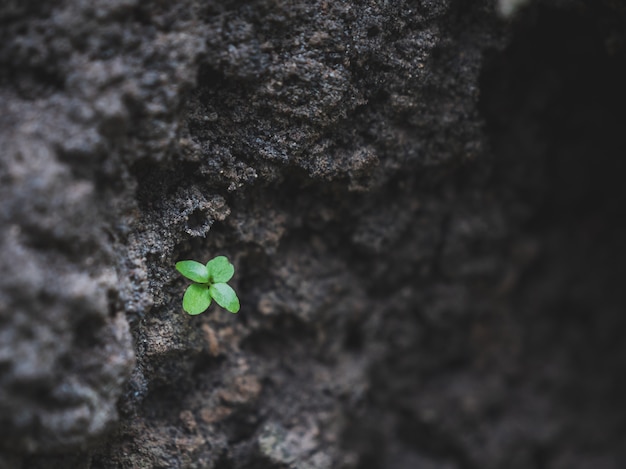 Close-up of a small green tree at the soil pit