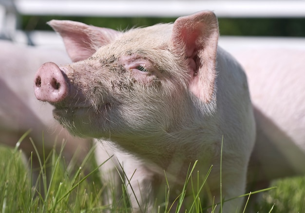 close up of a Small pig