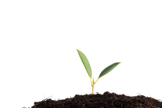 Close-up of small plant against white background