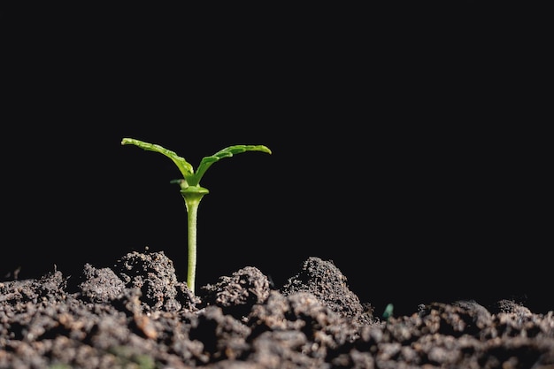 Photo close-up of small plant growing against black background