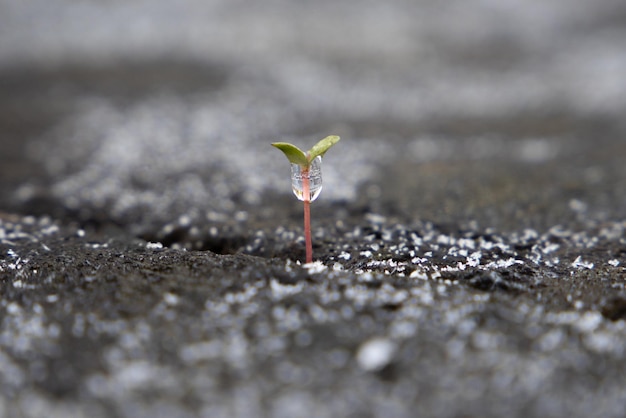 Photo close-up of small plant growing on land