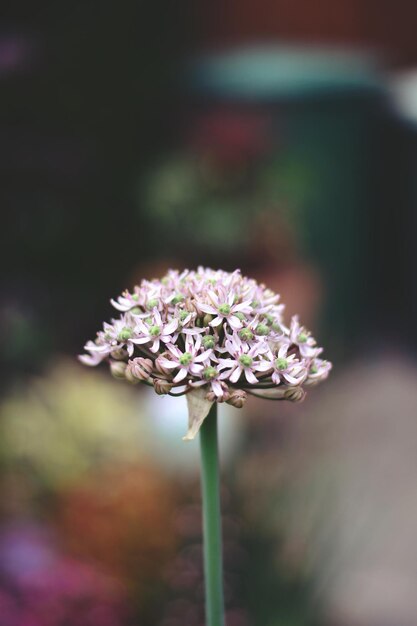 Photo close-up of small purple flowering plant