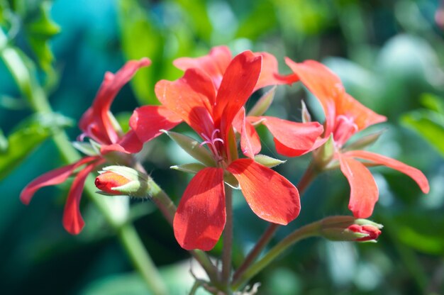 Close-up on small red geranium flowers with a bit of copyspace.