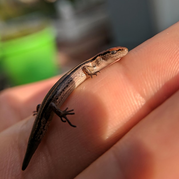 Close-up of small reptile