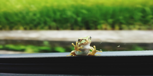 Photo close-up of small sitting on window