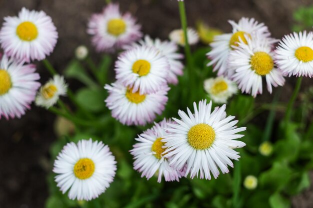 Photo close up of small white daisy flowers