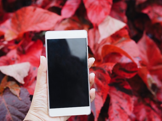 Close up smartphone over red leaf background