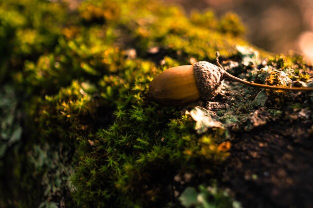 Photo close-up of snail on dirt road