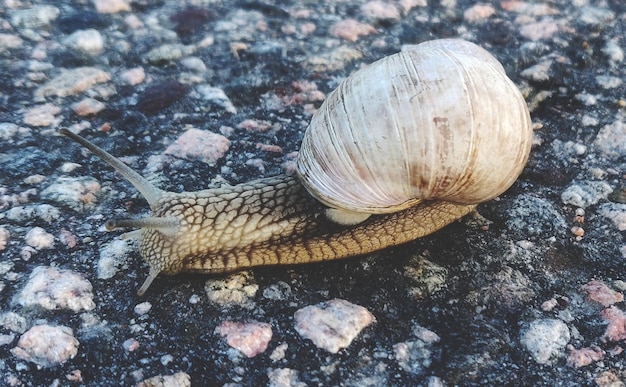 Photo close-up of snail on rock