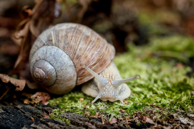 Close-up of snail