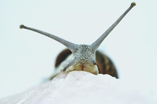 Photo close-up of snail