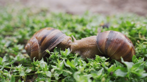 Close up snails on a bush