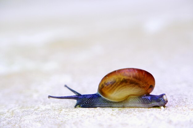 Photo close-up of snails crawling on the ground