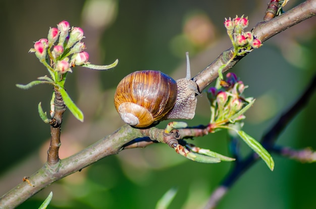 Close up on snails creep along fruit trees