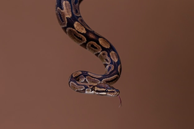 Close up on snake pet