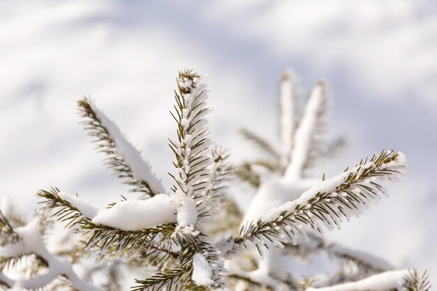 Close up snow covered winter spruce frost branches christmas tree background