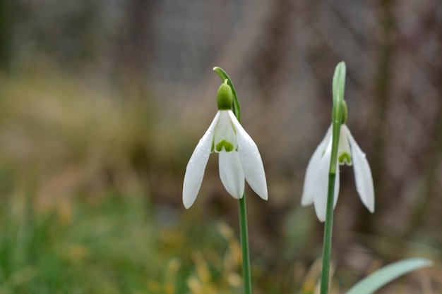 A close up of a snowdrop flower