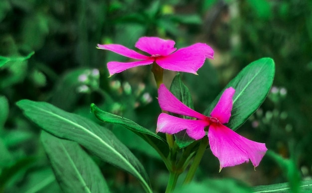 A close up of some flowers with the green leaves in the background