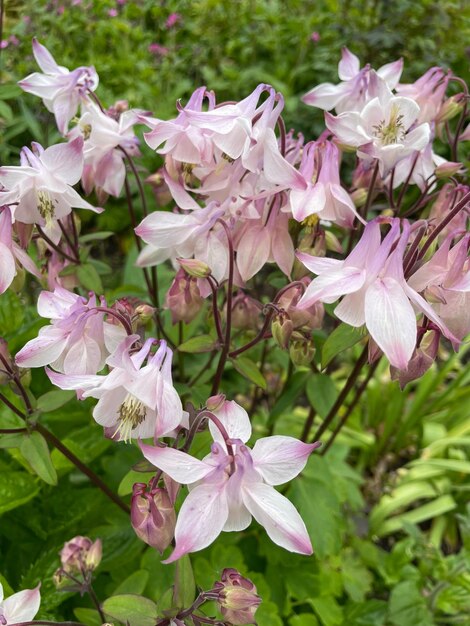 Photo a close up of some flowers with the word  phlox  on the side