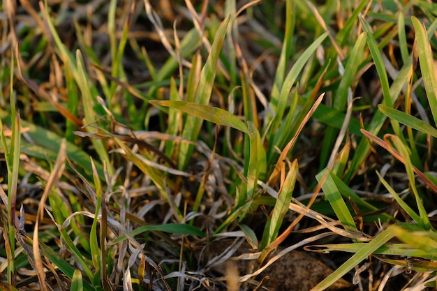 A close up of some grass that has the word grass on it.