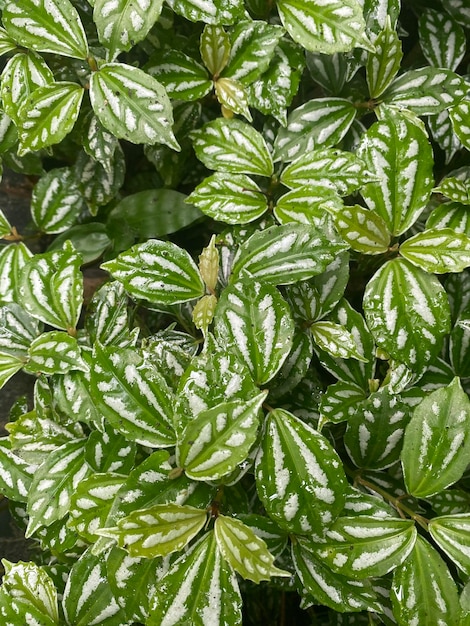 Photo a close up of some green and white leaves