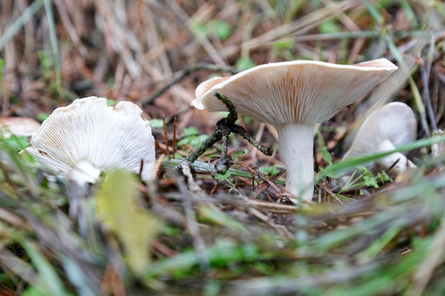 Close up of some small mushrooms in a forest in autumn