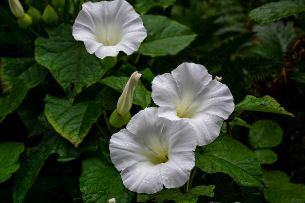 Photo a close up of some white flowers with green leaves