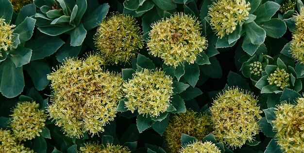 A close up of some yellow flowers with green leaves