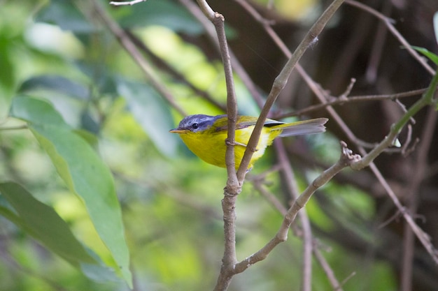 Photo close-up of songbird perching on tree