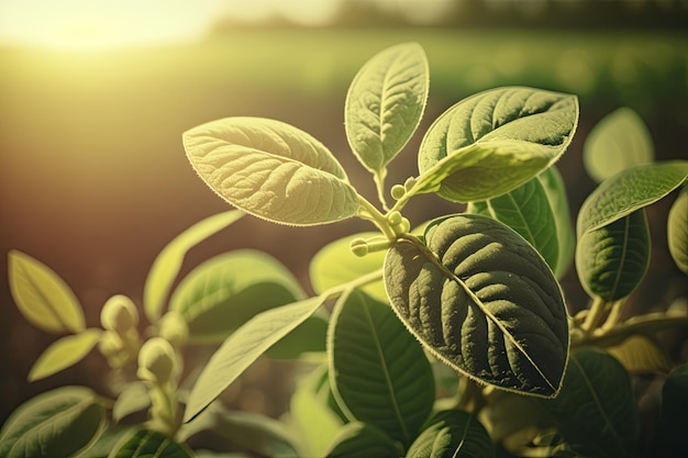 Close up of soybean plant in cultivated agricultural field agriculture and crop protection