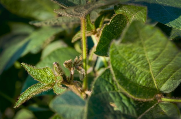 Close up of soybean young fresh Shoots