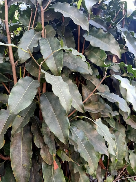 Close up of spanish cherry plant