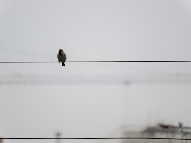 Photo close-up of sparrow on cable