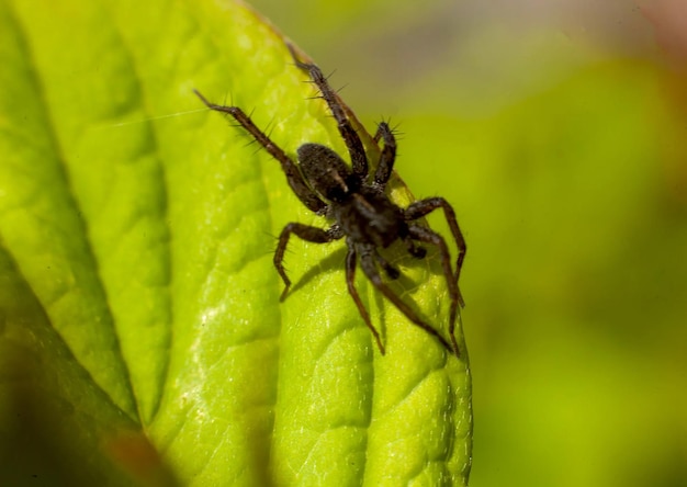 Photo close-up of spider on leaf