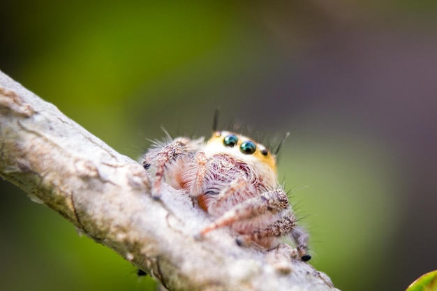 Photo close-up of spider on leaf