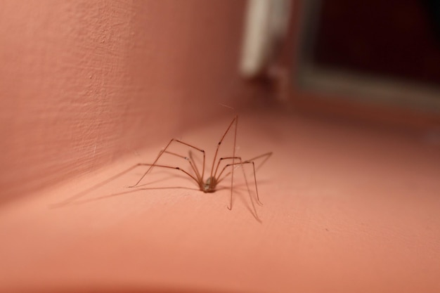 Close-up of spider on wall