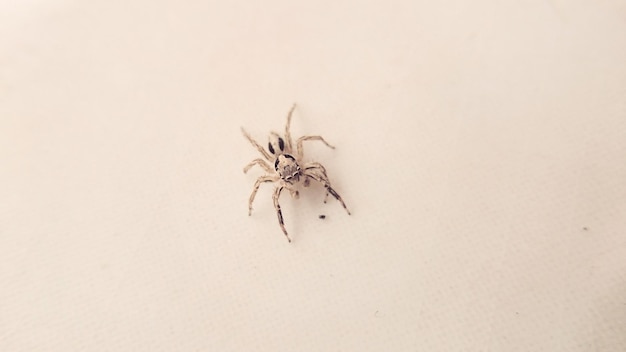 Close-up of spider on wall