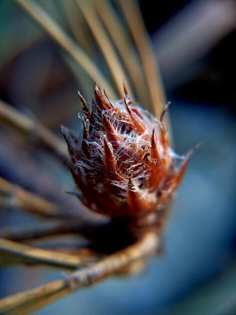 Photo close-up of spider web on bud